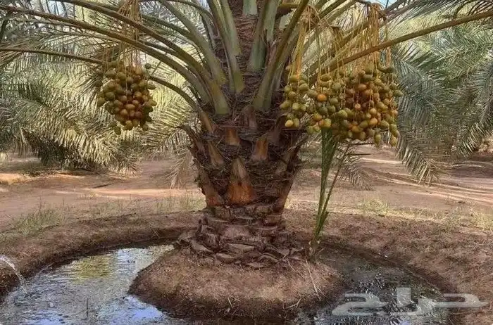 يوجد لدي نخل انواع طيبه صقعي ومجدوله وسكري وسلطانه وهلالي بر 5