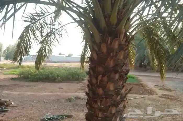 يوجد لدي نخل انواع طيبه صقعي ومجدوله وسكري وسلطانه وهلالي بر 6