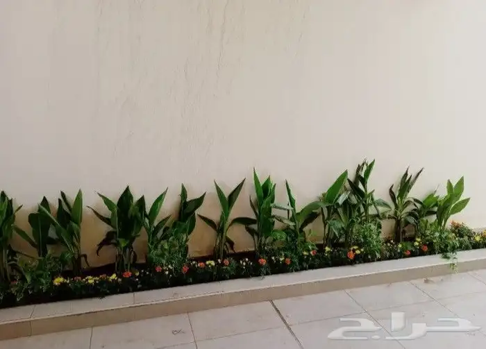 منسق حدائق وتركيب جميع شبكات الري العادي والاتمتك والدكور 1