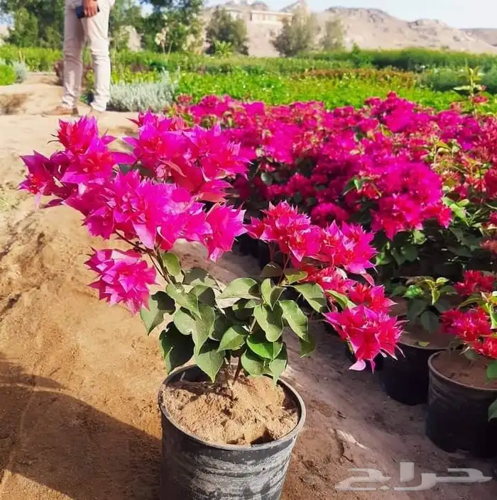 مزرعة الياسمين 9