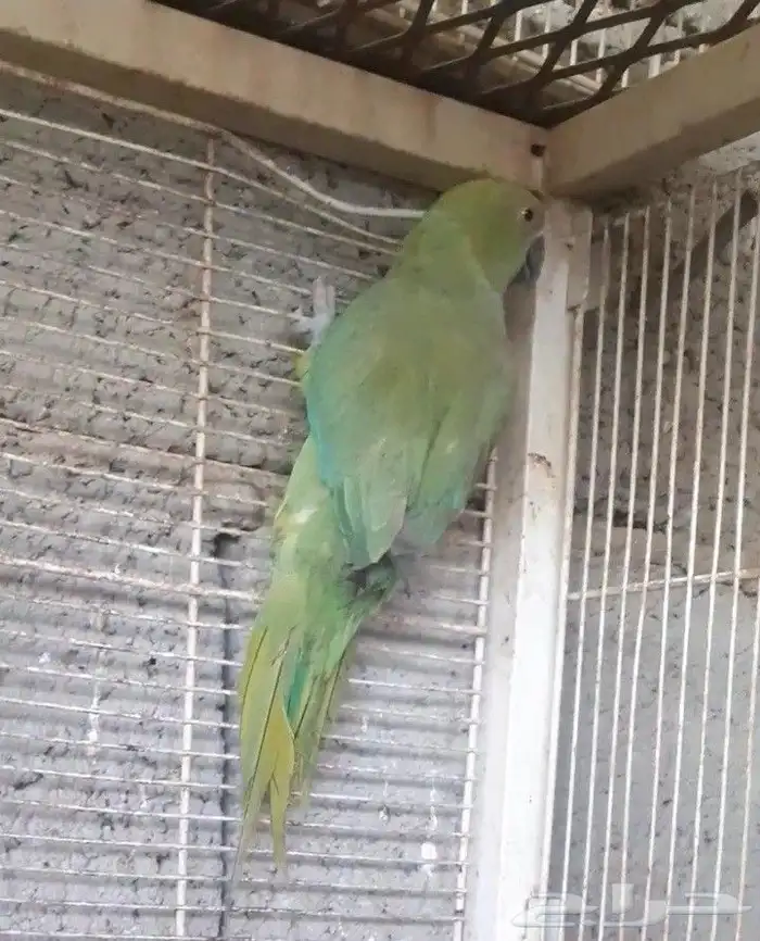 للبيع الدره هندي 2