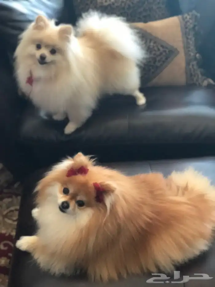 ابو مرنيان 2