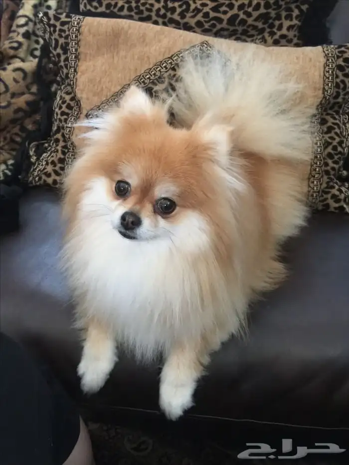 ابو مرنيان 1