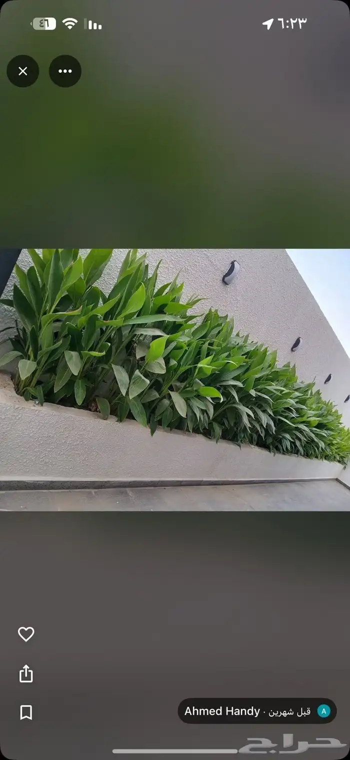 مشتل بيع الزهور والشتلات الزراعيه بجميع انواعها مع الصيانه ا 5