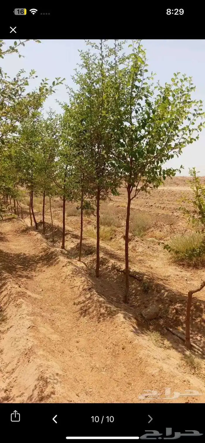 جميع انواع الاشجار اتصل نصل 4