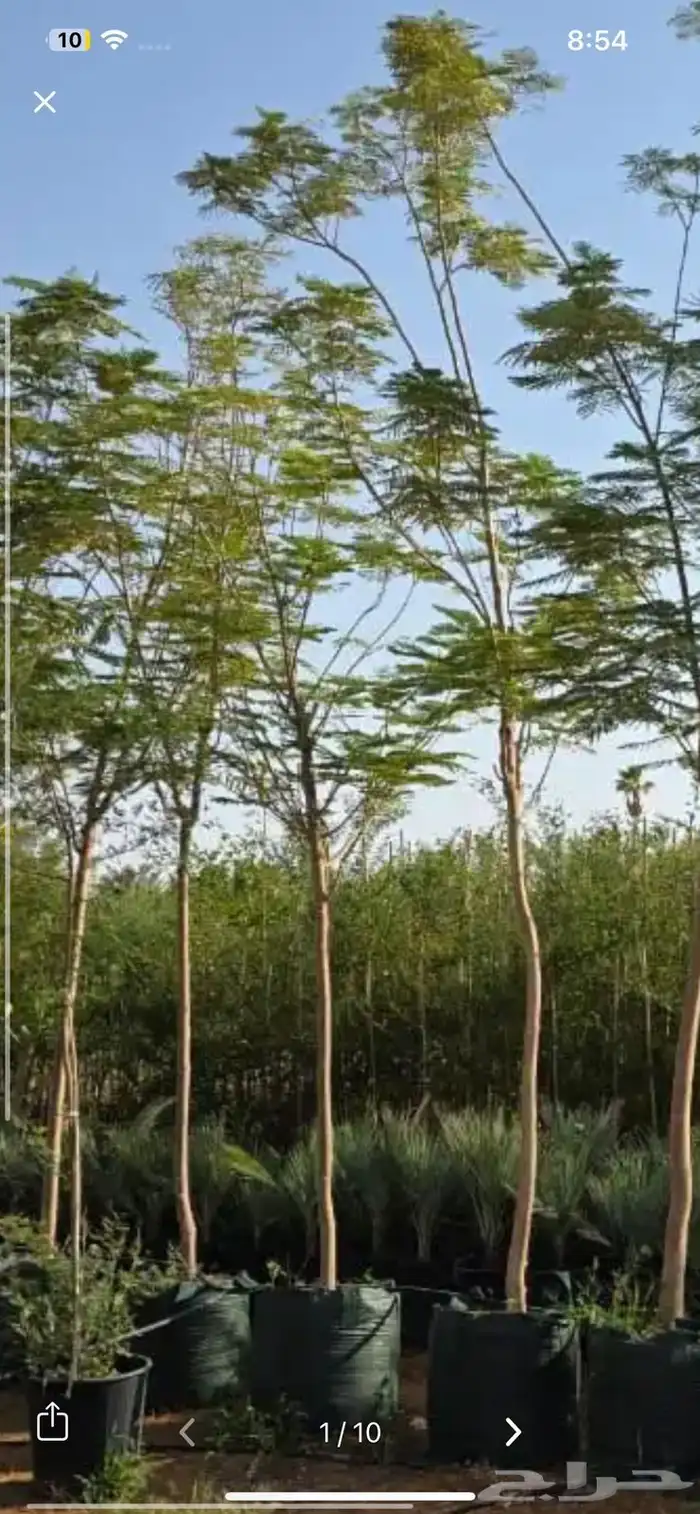 جميع انواع الاشجار اتصل نصل 3