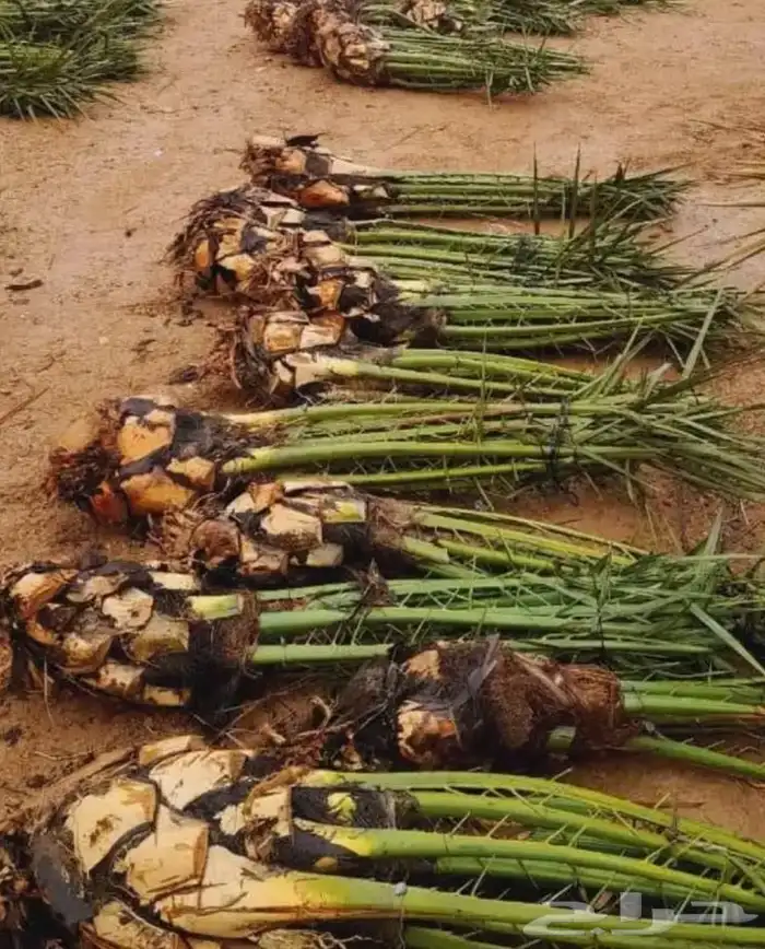 مقولات ابو محمد 6