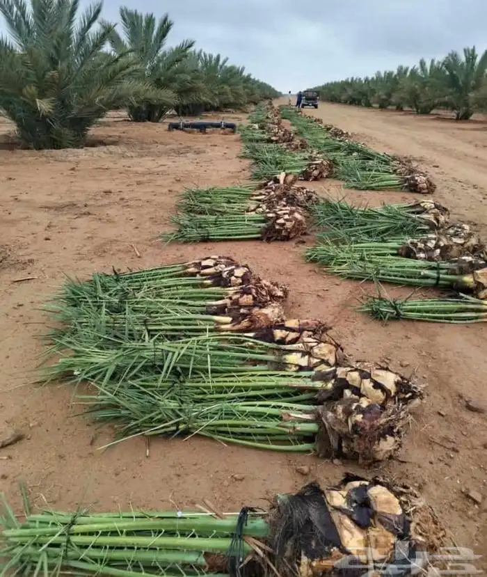 مقولات ابو محمد 5