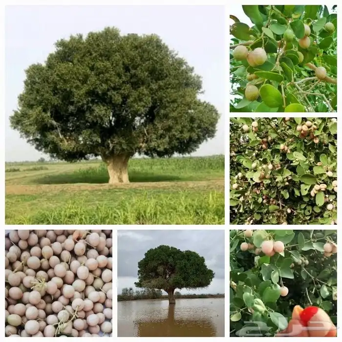 شتلات شجرة الضبر ( كمية محدودة ) 3