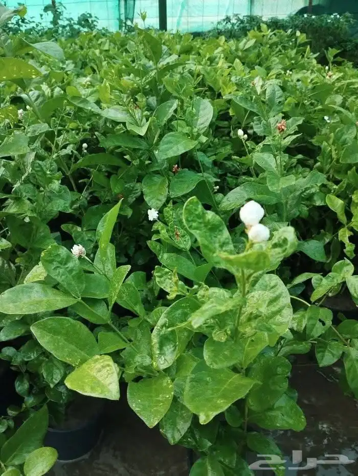 مشاتل تنسيق الحد ائق 2