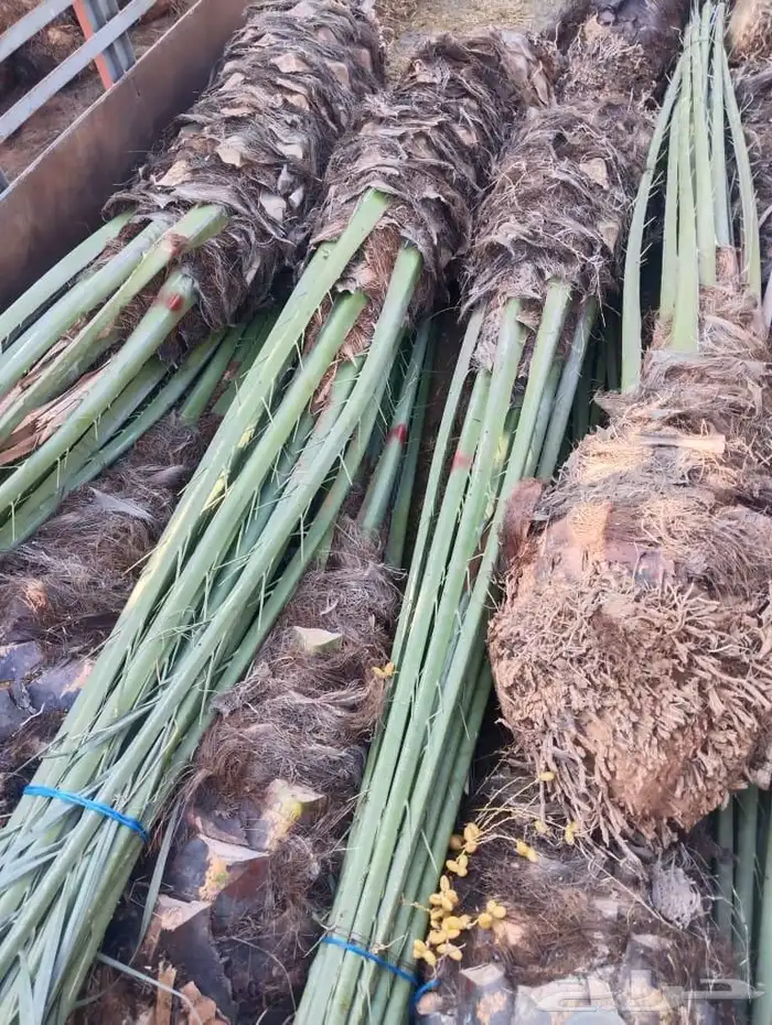 السلام عليكم ورحمه الله وبركاته يوجد لدينا جميع انواع النخل 3