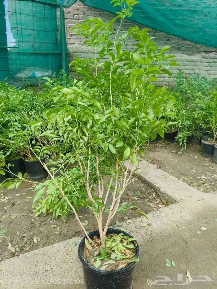 مشاتل تنسيق الحد ائق 5