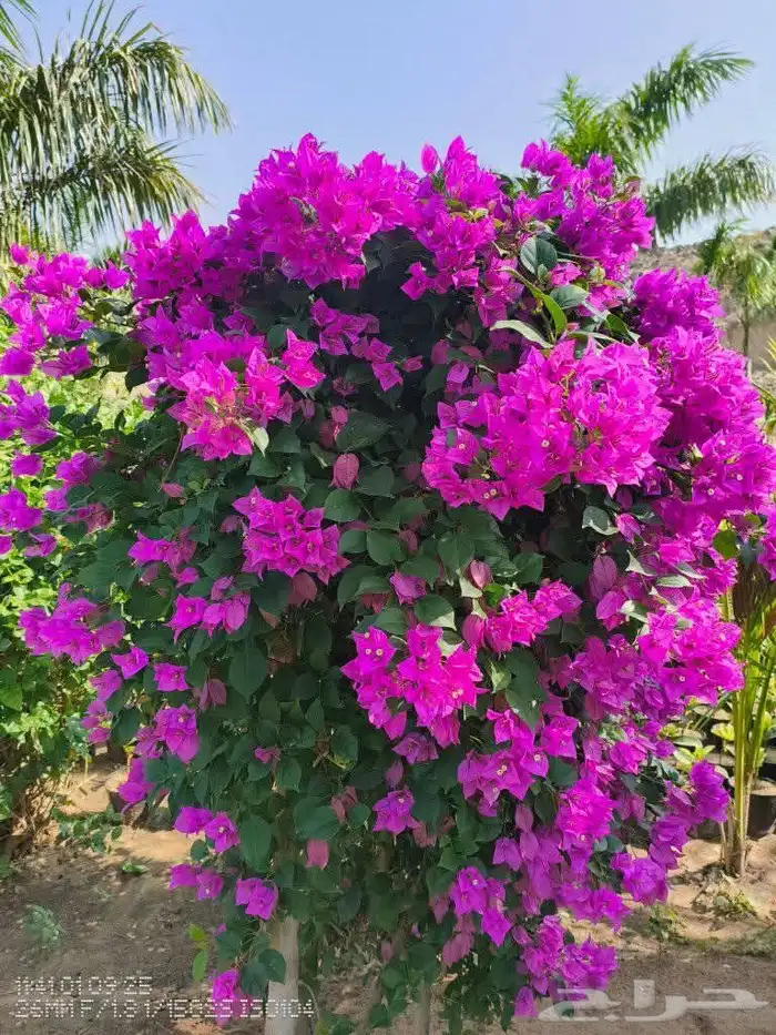 مشاتل تنسيق الحد ائق 4