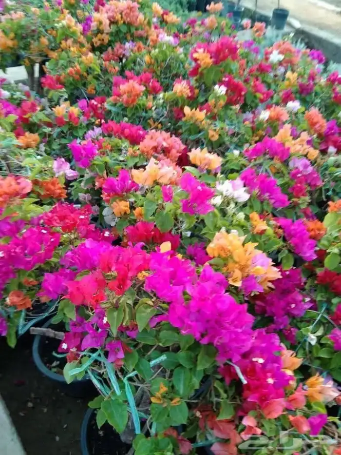 مشاتل تنسيق الحد ائق 8