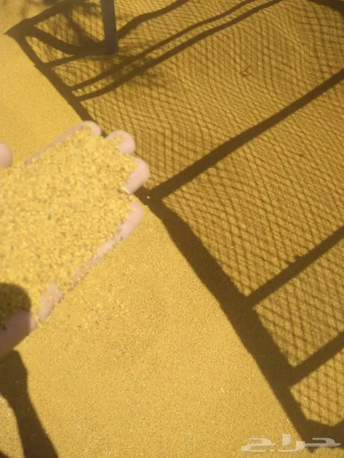 السلام عليكم يوجد لدينا برسيم ساحلي رقم واحد موجود في الرياض 3