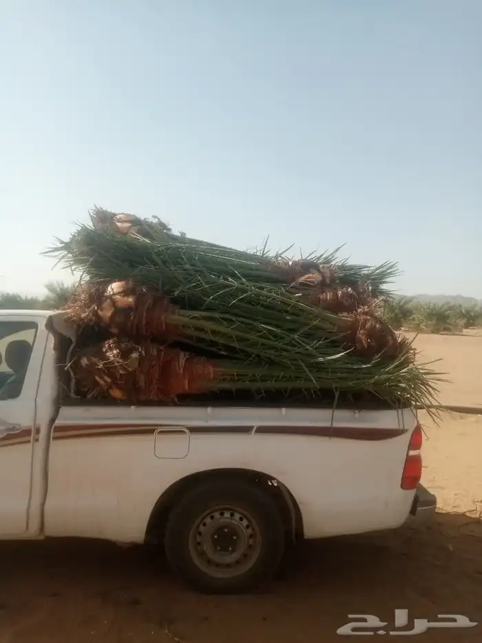 يوجد لدينا نخل للبيع 7