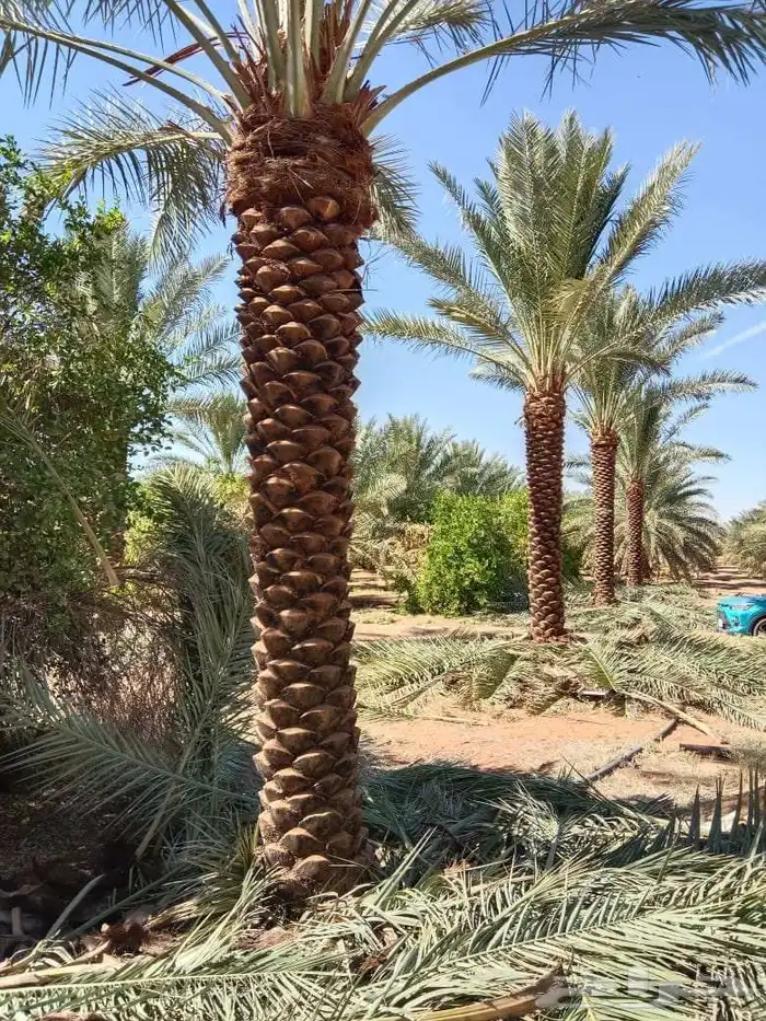 توريد نخيل ملوكي والعربي والواشنطني 1