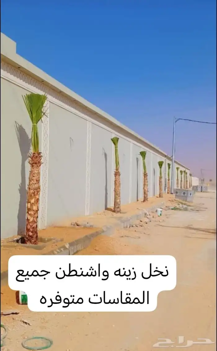 يوجد لدينا نخل للبيع 6