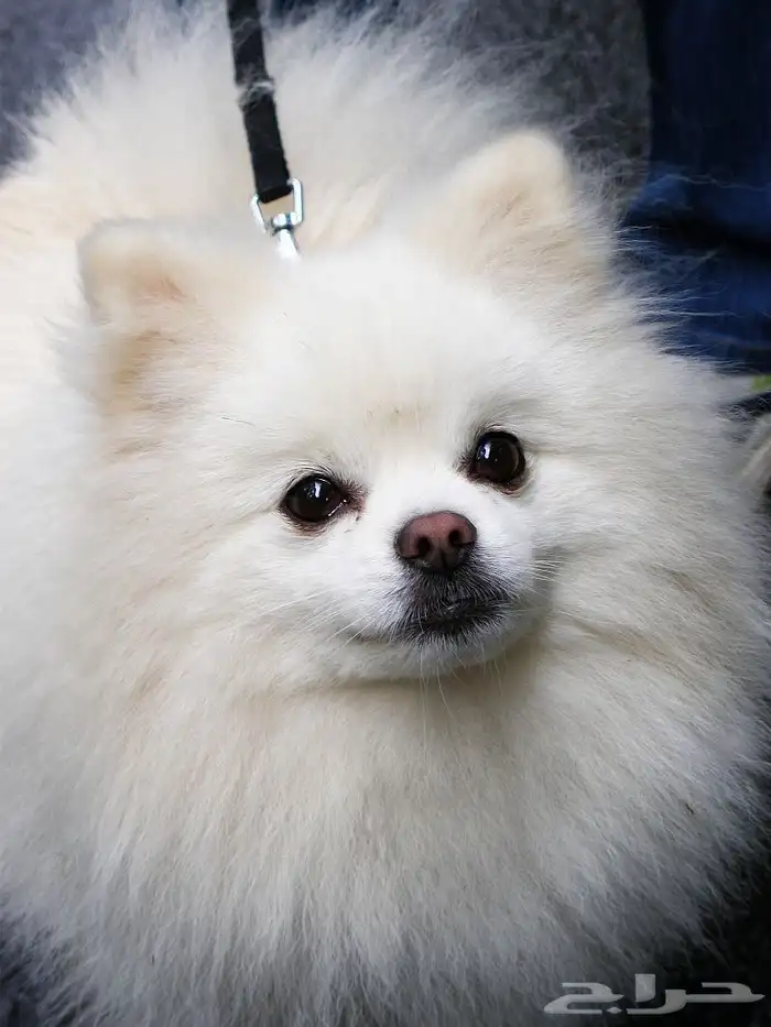 كلب بومرينيان ابيض بيور 0