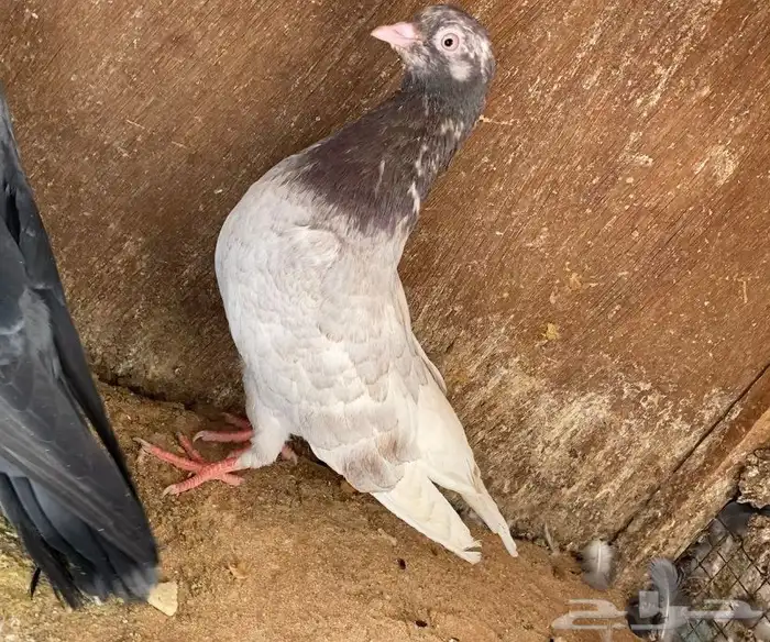 حمام قطيفي 5