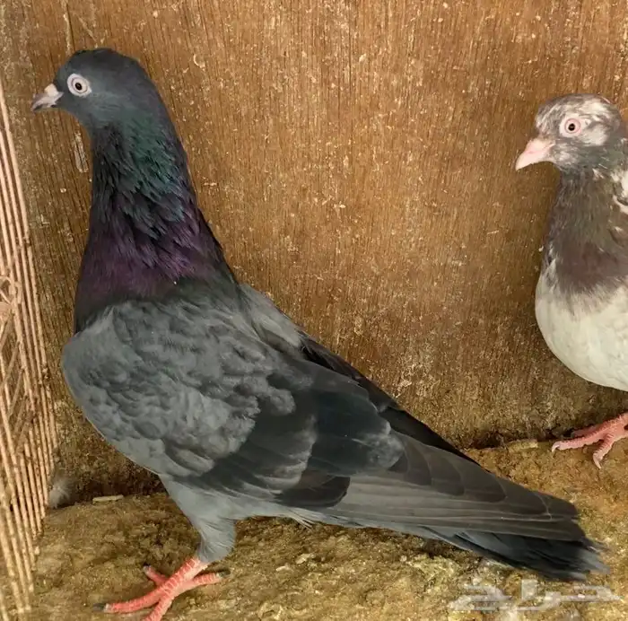 حمام قطيفي 0