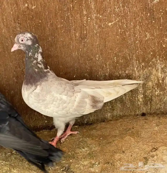 حمام قطيفي 2