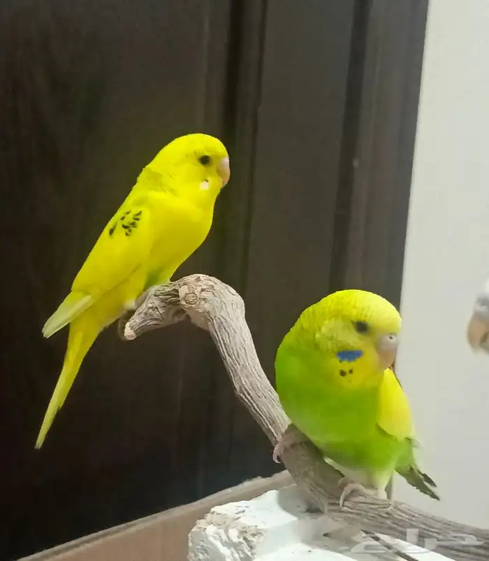 ببغاء البادجي 8