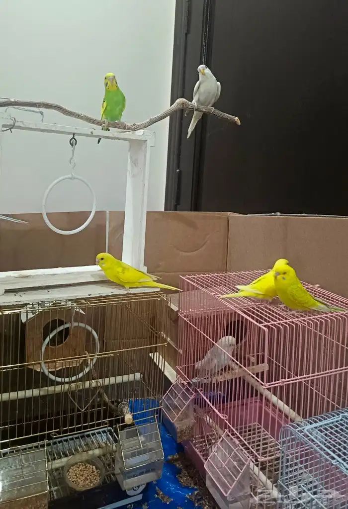 ببغاء البادجي 6