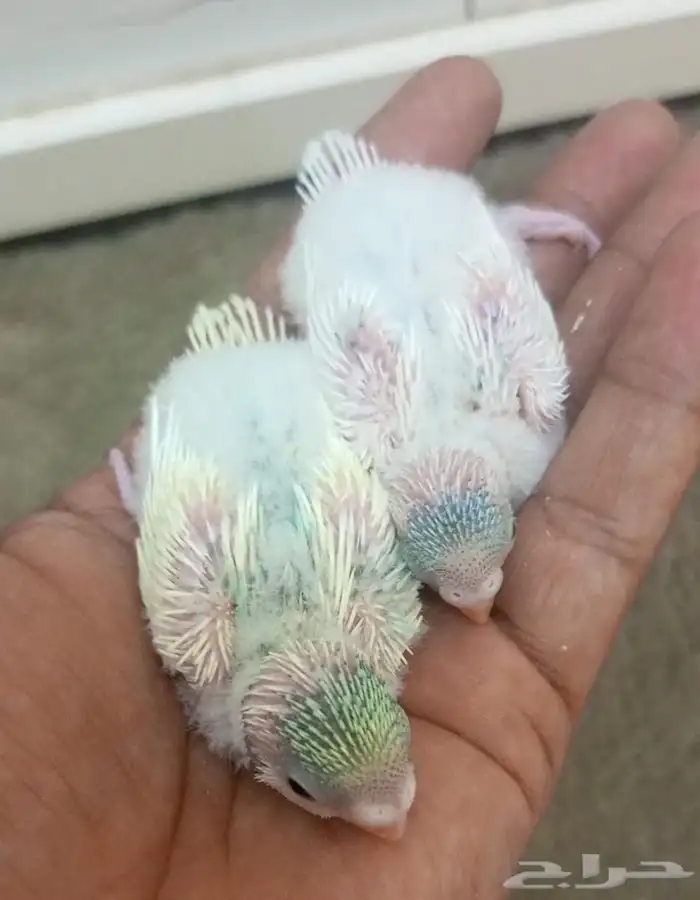 فروخ بادجي (طيور الحب) اثنين ب 70ريال 0