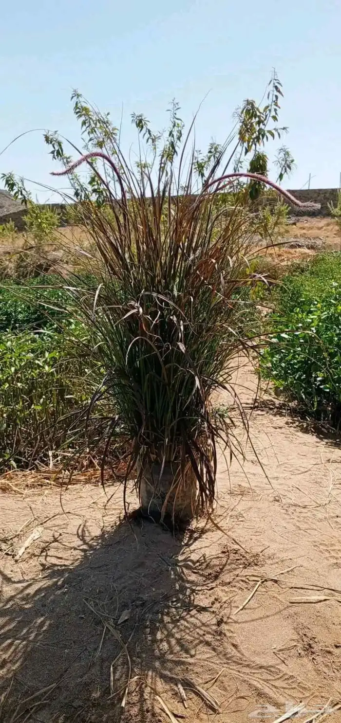 حلفاء و بانسيتام احمر و اخضر 2