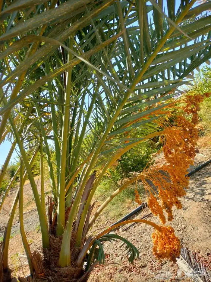 يوجد لدينا زراعه ونقل أشجار النخيل والفروخ جميع المناطق 2