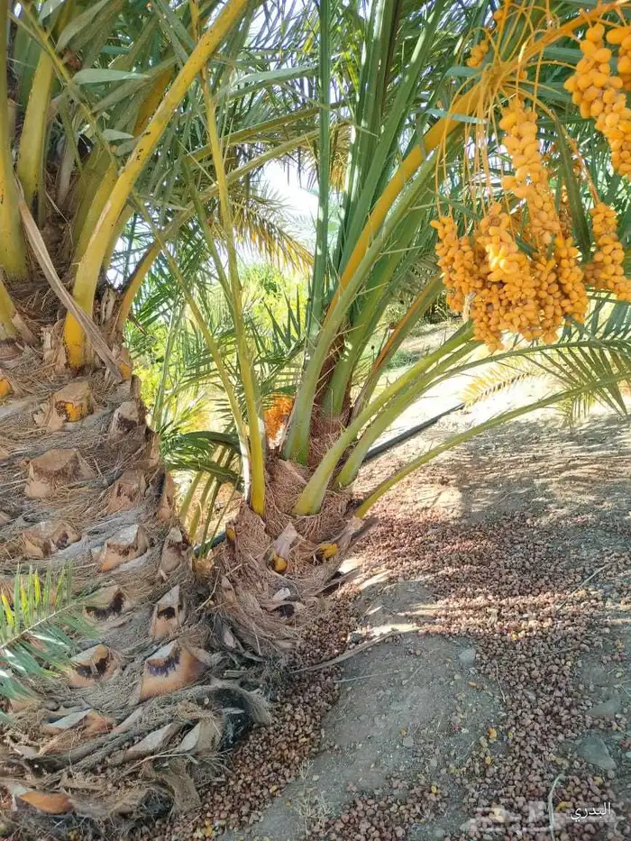 يوجد لدينا زراعه ونقل أشجار النخيل والفروخ جميع المناطق 9
