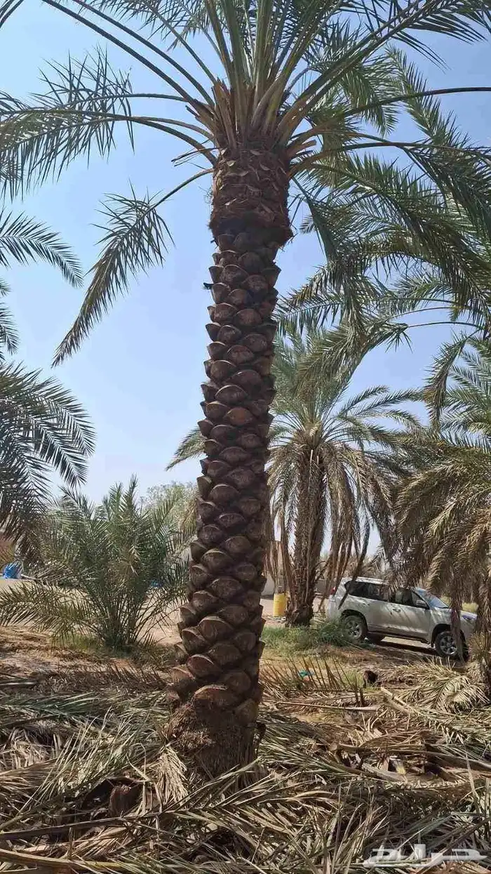 يوجد لدينا نخل عربي والواشنطني للبيع للتواصل ج 1
