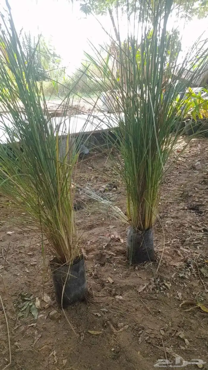 حلفاء و بانسيتام احمر و اخضر 4