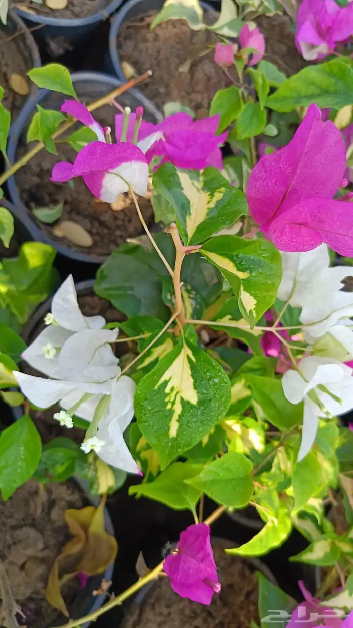 جميع انواع والوان الجهنمية متوفرة لدى حدائق جنة البدر للجملة 6