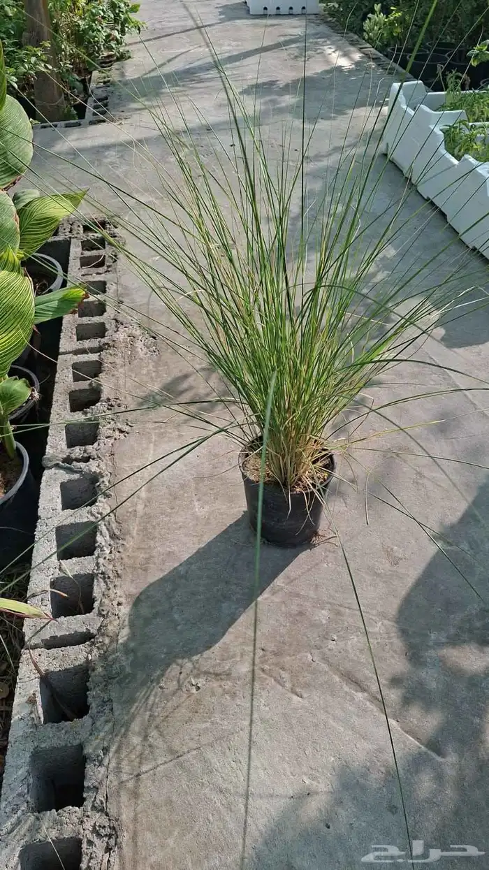 مشتل افندينا ازرعه الشتلت ونخيل الزينة المثمره 5