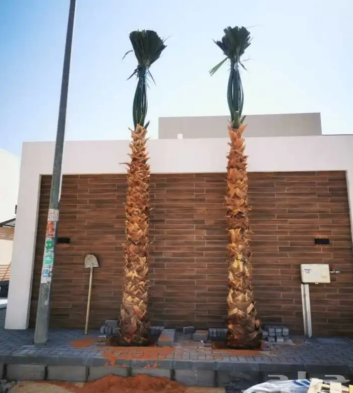 توريد نخيل ملوكي والعربي والواشنطني 7