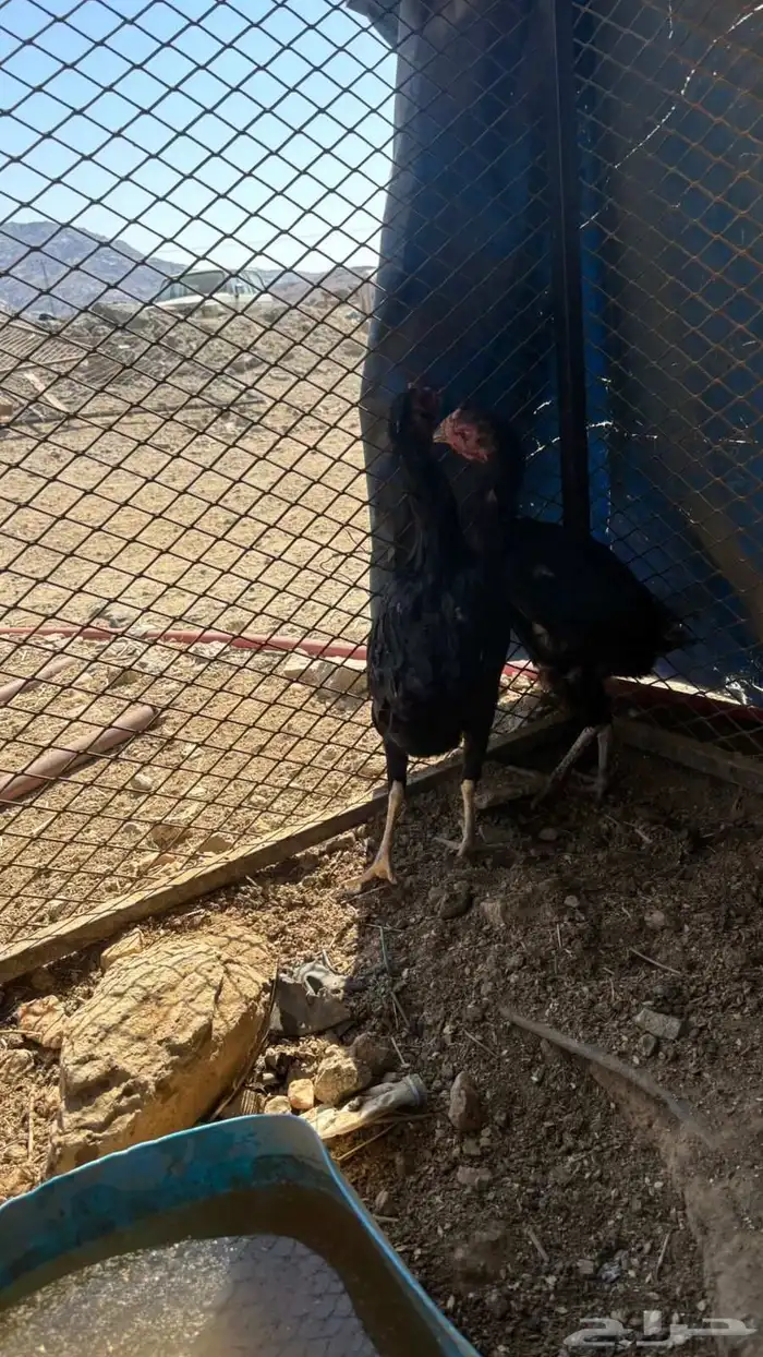 دجاج باكستاني للبيع 8