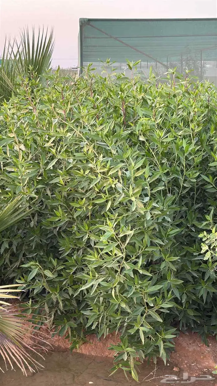 جميع انواع الاشجار اتصل نصل 2