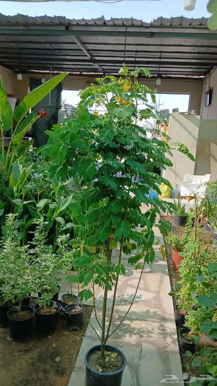 منسق حدائق وتركيب جميع شبكات الري العادي والاتمتك والدكور 0