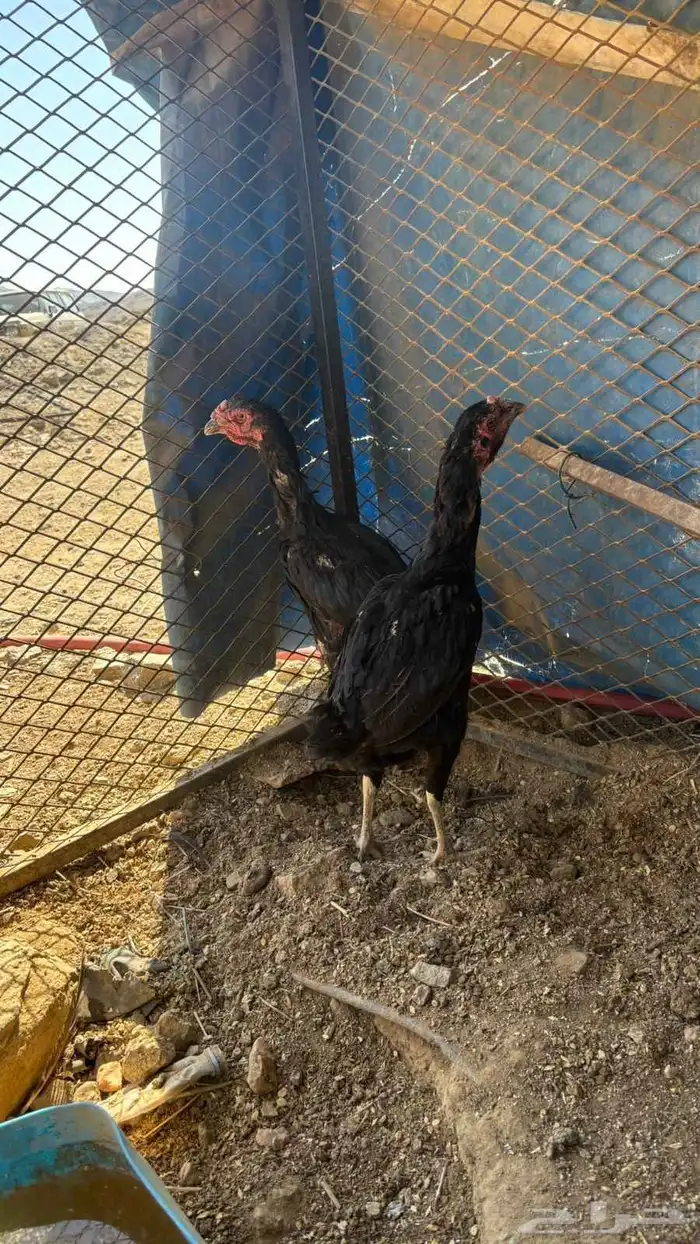 دجاج باكستاني للبيع 7