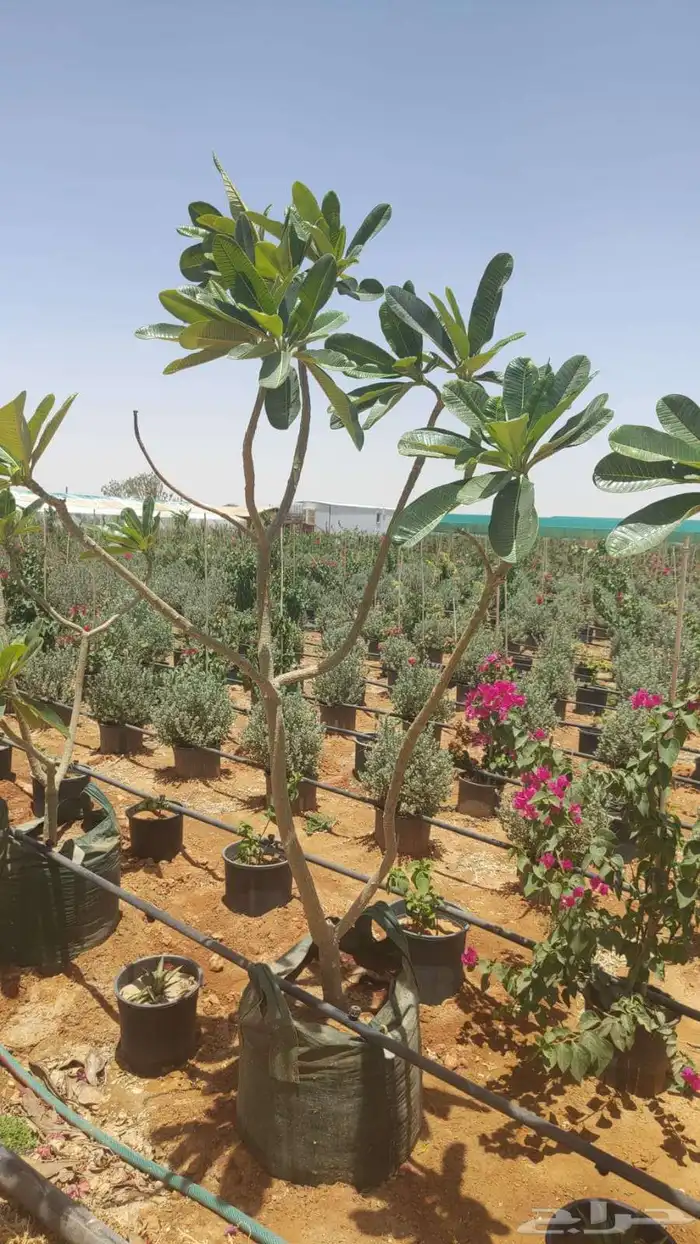 جميع انواع الاشجار اتصل نصل 9