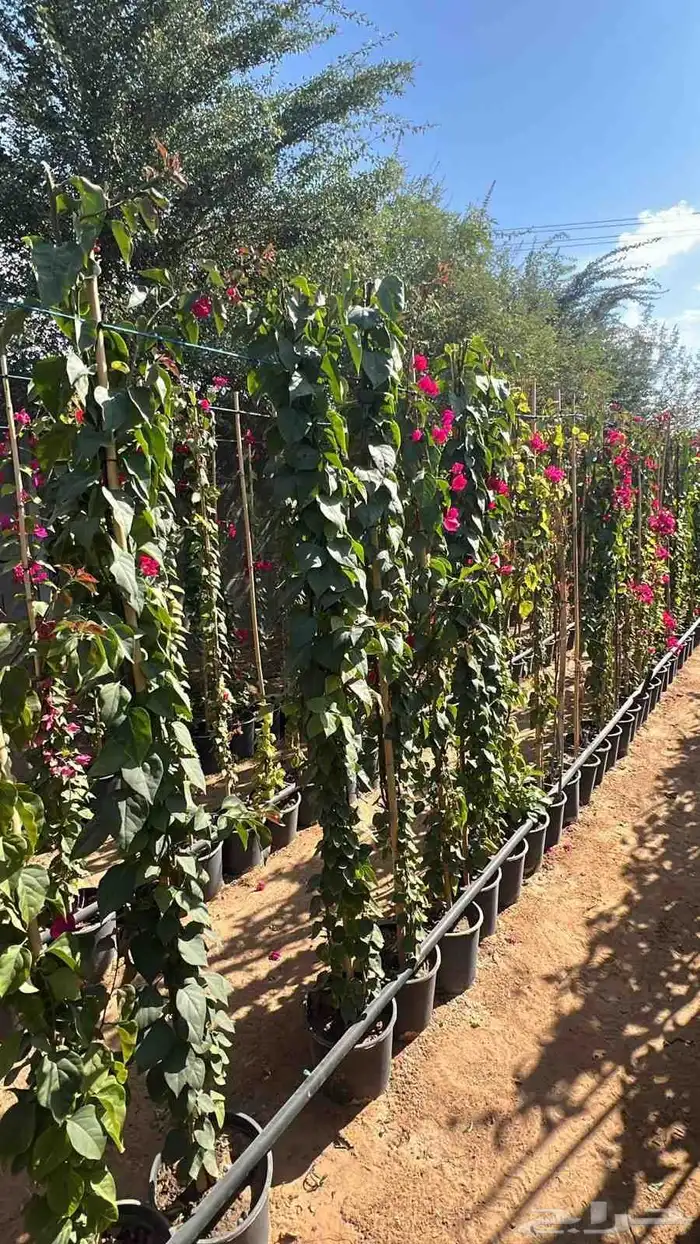 جميع انواع الاشجار اتصل نصل 8