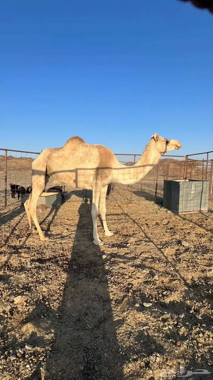 ناقتين حرر للبيع 1