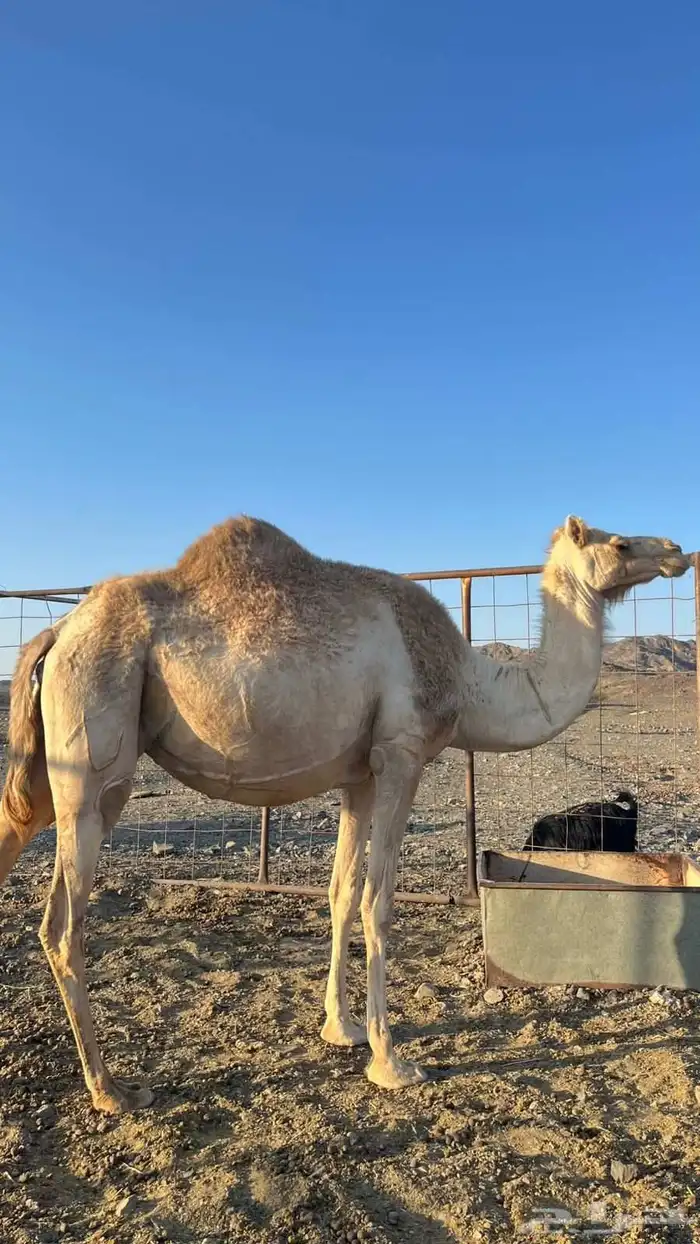 ناقتين حرر للبيع 0