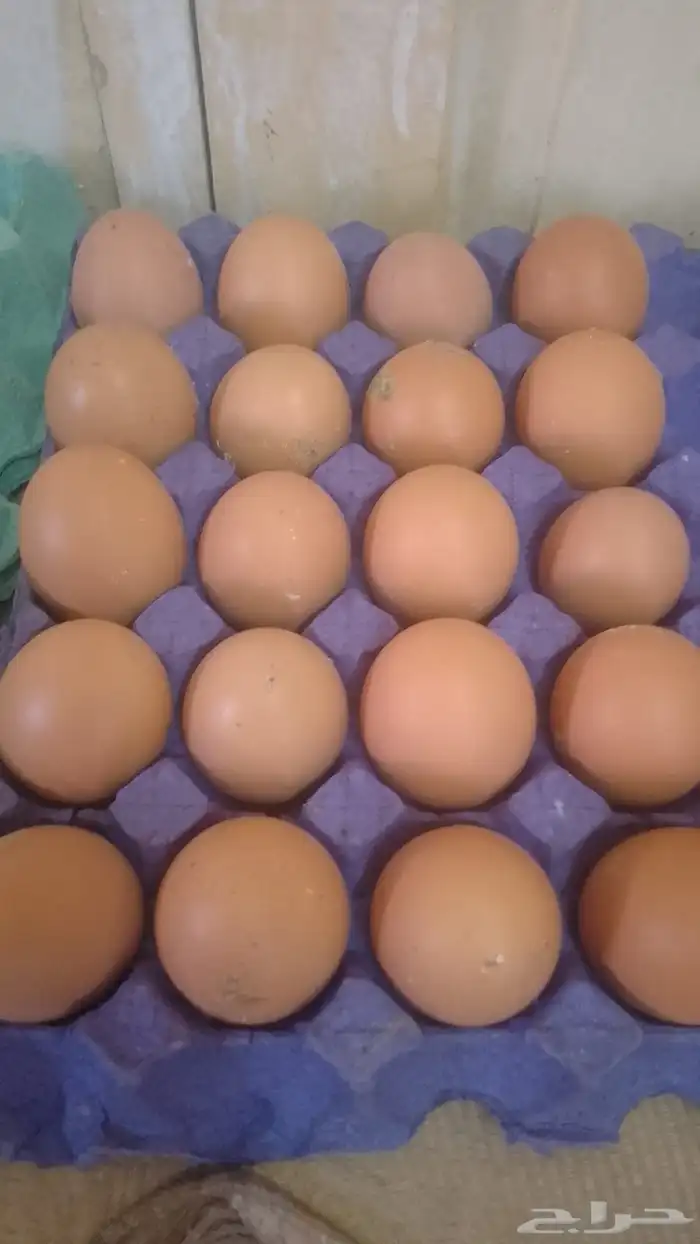 بيض هولمان 0