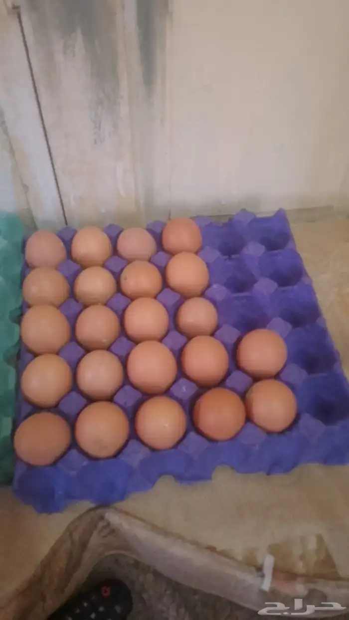 بيض هولمان 1