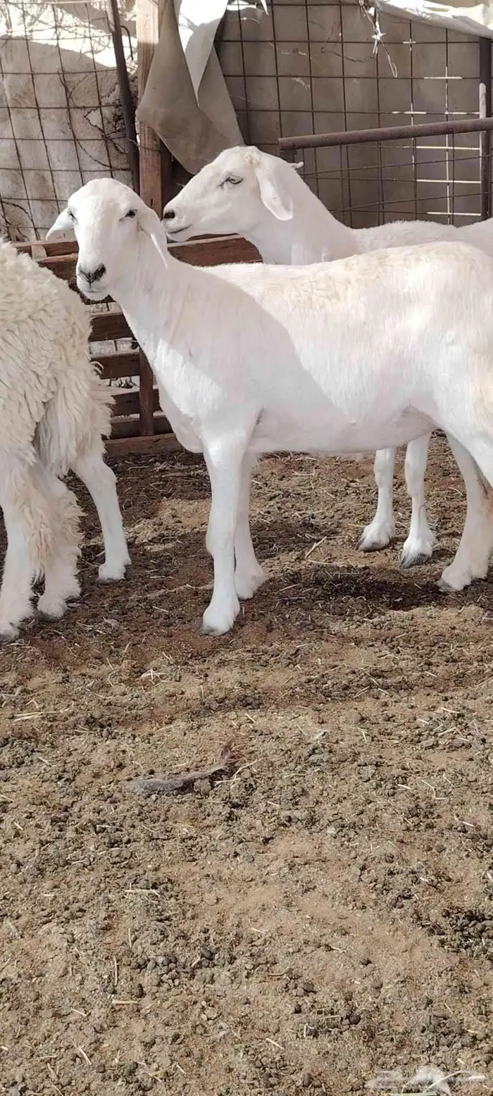 ينبع البحر 0