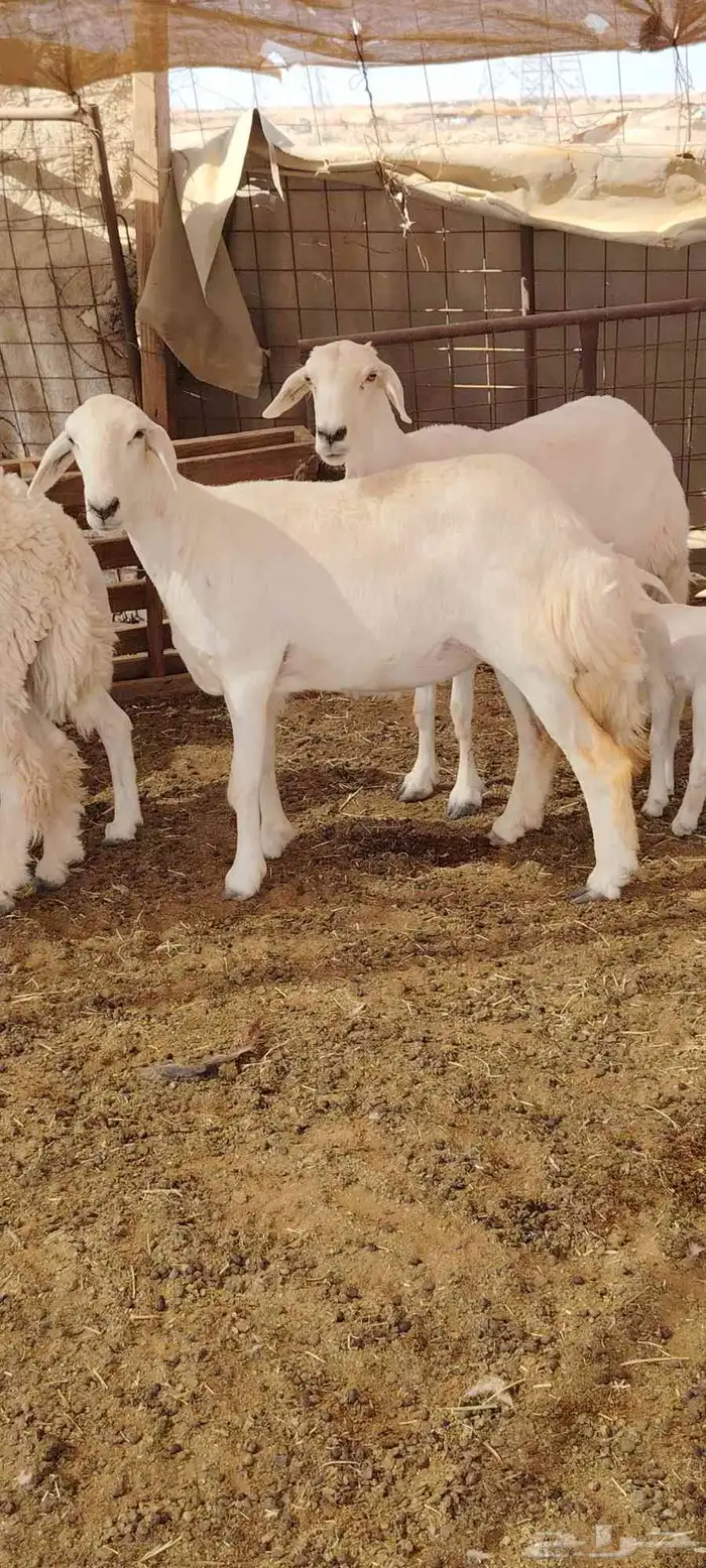 ينبع البحر 1