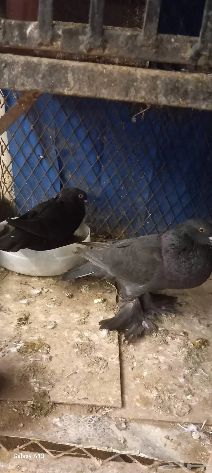 جوز حمام للبيع. 0